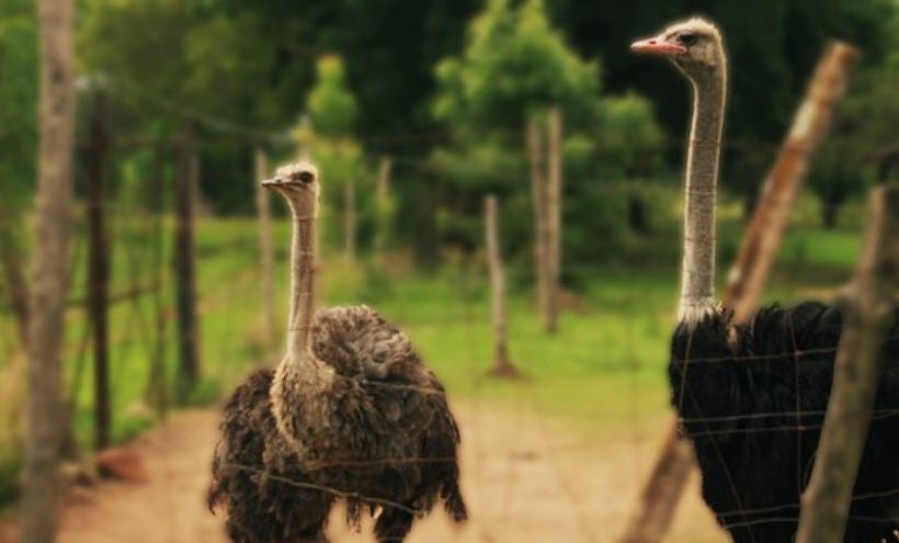 Parc Sarakawa , Kara Region, Togo